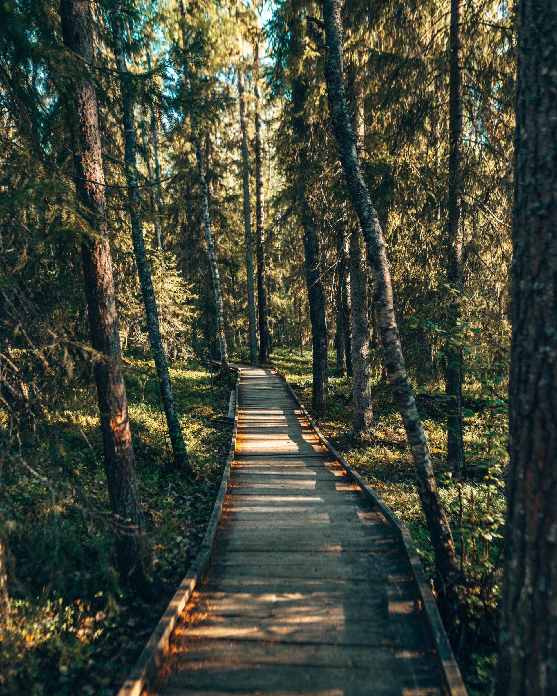 Summer Nature in Rovaniemi, Lapland, Finland, Photo by Ester Cuni and Marco Hernandez Luis – Rovaniemi Summer Ambassadors (8)